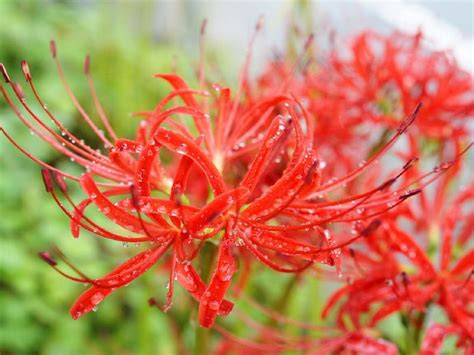 彼岸花 地獄花|ヒガンバナ（彼岸花／曼珠沙華）はなぜ不吉で怖い？。